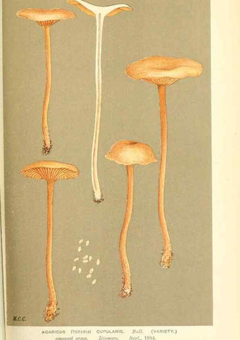 Reproducción/Reproduction 9016414020: Illustrations of British Fungi (Hymenomycetes), to serve as an atlas to the ""Handbook of British Fungi"".. LondonWilliams and Norgate1881-91