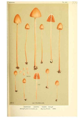 Reproducción/Reproduction 9015213675: Illustrations of British Fungi (Hymenomycetes), to serve as an atlas to the ""Handbook of British Fungi"".. LondonWilliams and Norgate1881-91