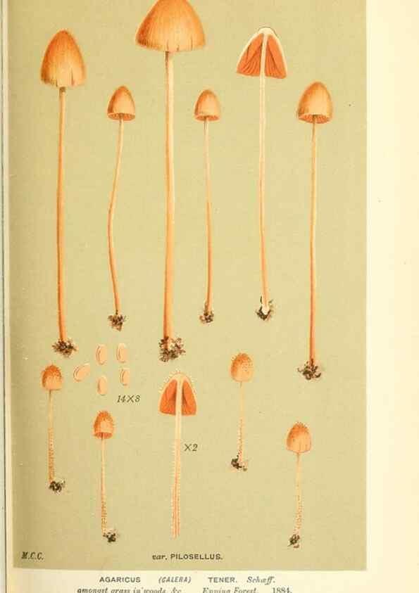 Reproducción/Reproduction 9015213675: Illustrations of British Fungi (Hymenomycetes), to serve as an atlas to the ""Handbook of British Fungi"".. LondonWilliams and Norgate1881-91