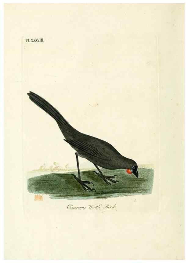Reproducción/Reproduction 9067552900: A general history of birds /. Winchester [England] :Printed by Jacob and Johnson, for the author : sold in London by G. and W.B. Whittaker ... [and 3 others],1821-1828.
