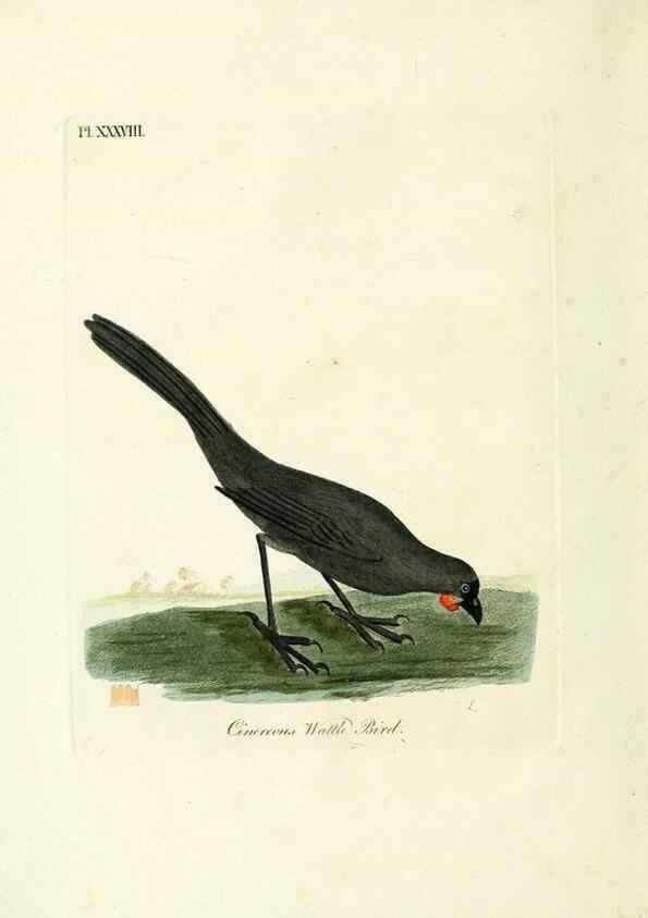 Reproducción/Reproduction 9067552900: A general history of birds /. Winchester [England] :Printed by Jacob and Johnson, for the author : sold in London by G. and W.B. Whittaker ... [and 3 others],1821-1828.