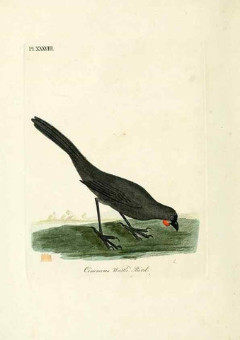 Reproducción/Reproduction 9067552900: A general history of birds /. Winchester [England] :Printed by Jacob and Johnson, for the author : sold in London by G. and W.B. Whittaker ... [and 3 others],1821-1828.