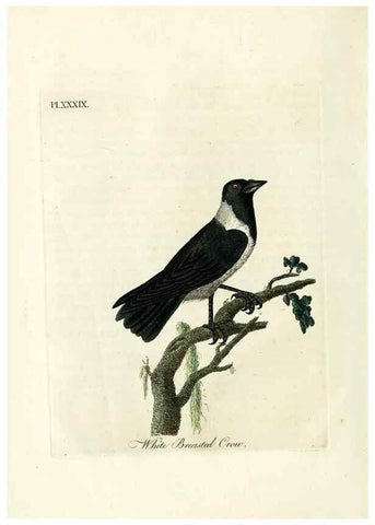 Reproducción/Reproduction 9065328313: A general history of birds /. Winchester [England] :Printed by Jacob and Johnson, for the author : sold in London by G. and W.B. Whittaker ... [and 3 others],1821-1828.