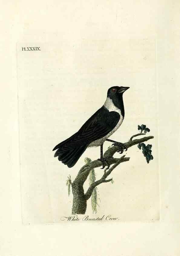 Reproducción/Reproduction 9065328313: A general history of birds /. Winchester [England] :Printed by Jacob and Johnson, for the author : sold in London by G. and W.B. Whittaker ... [and 3 others],1821-1828.