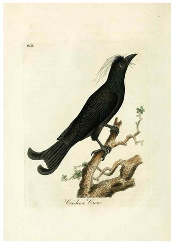 Reproducción/Reproduction 9067556566: A general history of birds /. Winchester [England] :Printed by Jacob and Johnson, for the author : sold in London by G. and W.B. Whittaker ... [and 3 others],1821-1828.