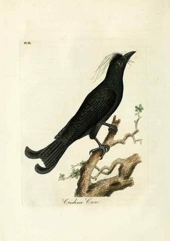 Reproducción/Reproduction 9067556566: A general history of birds /. Winchester [England] :Printed by Jacob and Johnson, for the author : sold in London by G. and W.B. Whittaker ... [and 3 others],1821-1828.