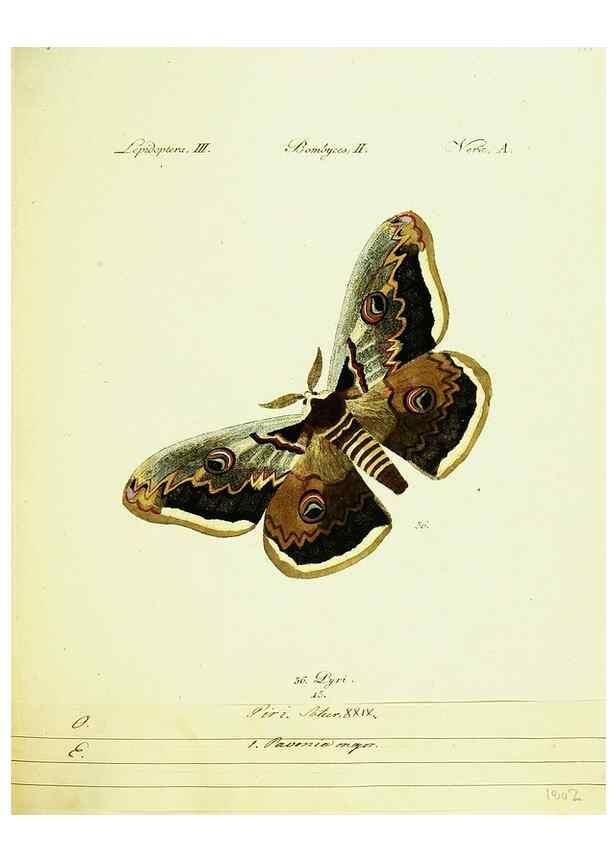 Reproducción/Reproduction 9101569452: Hübner's papilio. S.l. :s.n.,1796-1841