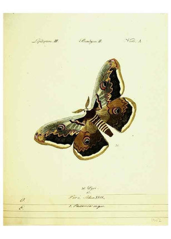 Reproducción/Reproduction 9101569452: Hübner's papilio. S.l. :s.n.,1796-1841
