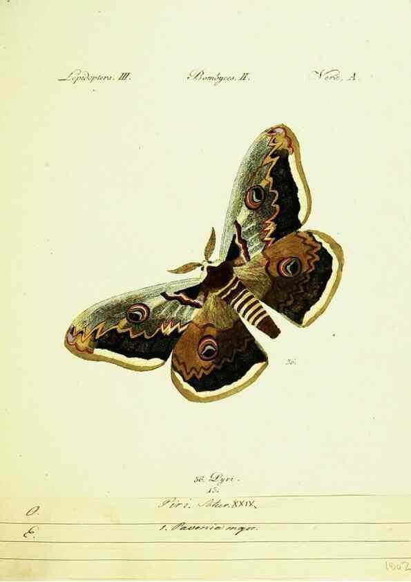 Reproducción/Reproduction 9101569452: Hübner's papilio. S.l. :s.n.,1796-1841