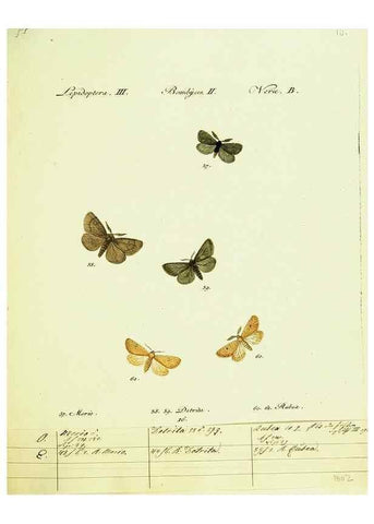 Reproducción/Reproduction 9101570862: Hübner's papilio. S.l. :s.n.,1796-1841