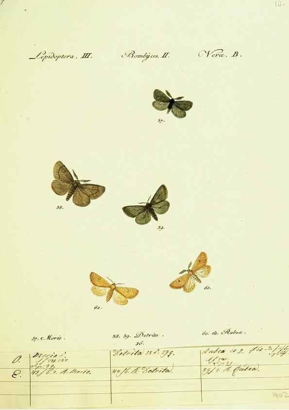 Reproducción/Reproduction 9101570862: Hübner's papilio. S.l. :s.n.,1796-1841