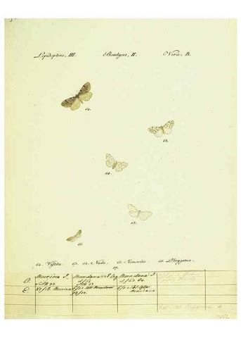 Reproducción/Reproduction 9099341165: Hübner's papilio. S.l. :s.n.,1796-1841