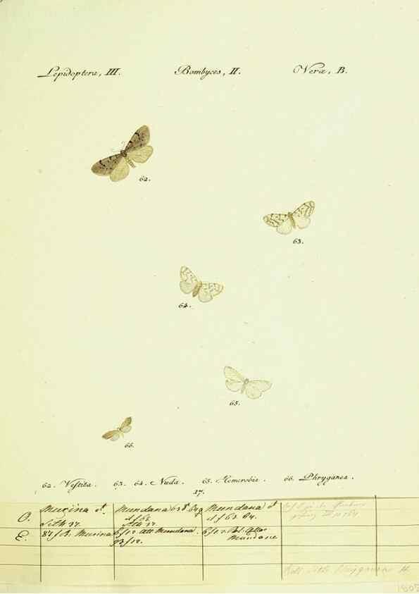 Reproducción/Reproduction 9099341165: Hübner's papilio. S.l. :s.n.,1796-1841