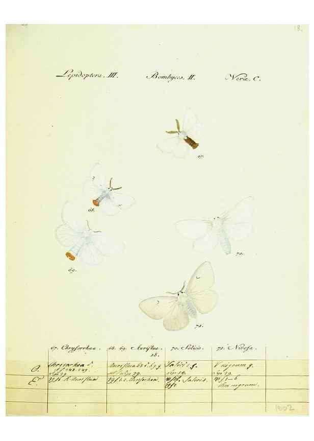 Reproducción/Reproduction 9099342431: Hübner's papilio. S.l. :s.n.,1796-1841