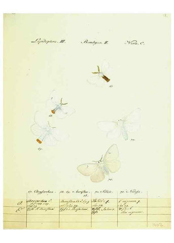 Reproducción/Reproduction 9099342431: Hübner's papilio. S.l. :s.n.,1796-1841