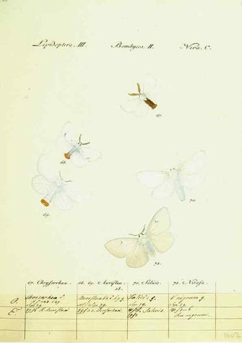 Reproducción/Reproduction 9099342431: Hübner's papilio. S.l. :s.n.,1796-1841