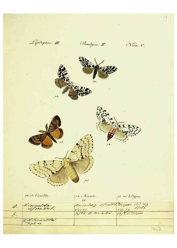 Reproducción/Reproduction 9099343695: Hübner's papilio. S.l. :s.n.,1796-1841