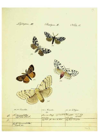 Reproducción/Reproduction 9099343695: Hübner's papilio. S.l. :s.n.,1796-1841