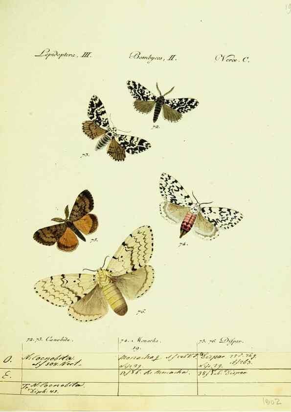 Reproducción/Reproduction 9099343695: Hübner's papilio. S.l. :s.n.,1796-1841
