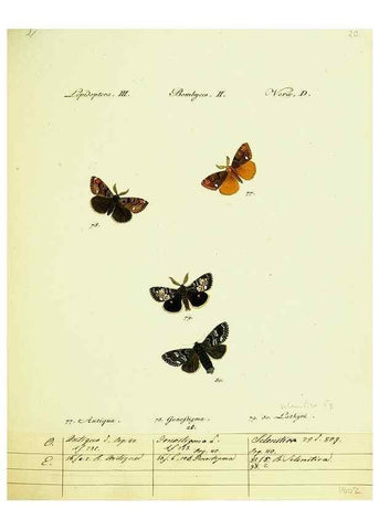 Reproducción/Reproduction 9101575950: Hübner's papilio. S.l. :s.n.,1796-1841