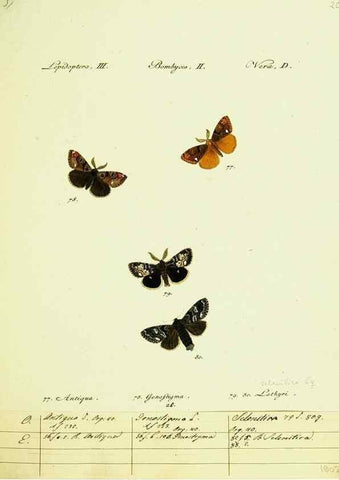 Reproducción/Reproduction 9101575950: Hübner's papilio. S.l. :s.n.,1796-1841