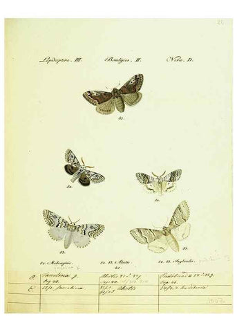 Reproducción/Reproduction 9101577282: Hübner's papilio. S.l. :s.n.,1796-1841