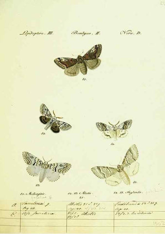 Reproducción/Reproduction 9101577282: Hübner's papilio. S.l. :s.n.,1796-1841