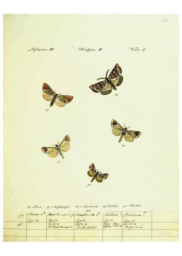 Reproducción/Reproduction 9099347439: Hübner's papilio. S.l. :s.n.,1796-1841