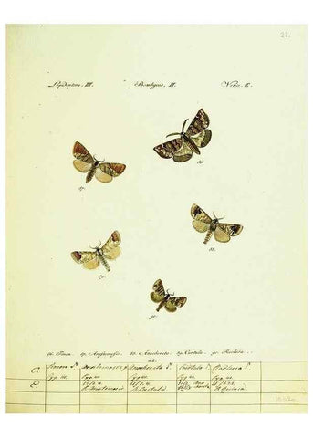 Reproducción/Reproduction 9099347439: Hübner's papilio. S.l. :s.n.,1796-1841