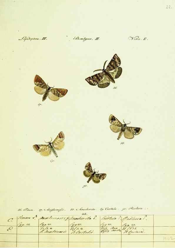 Reproducción/Reproduction 9099347439: Hübner's papilio. S.l. :s.n.,1796-1841