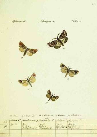 Reproducción/Reproduction 9099347439: Hübner's papilio. S.l. :s.n.,1796-1841