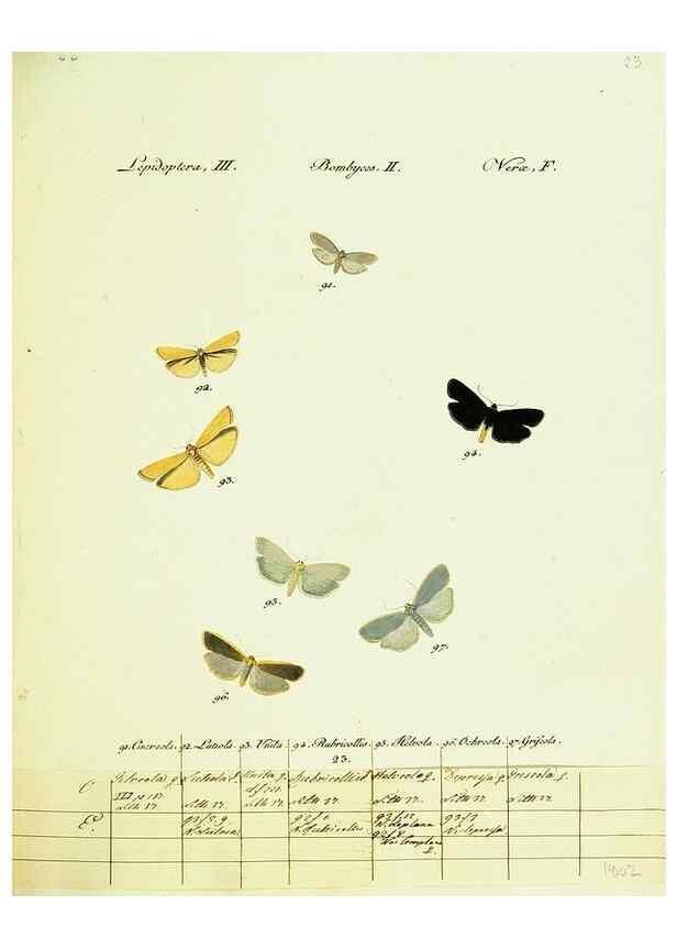 Reproducción/Reproduction 9099348767: Hübner's papilio. S.l. :s.n.,1796-1841
