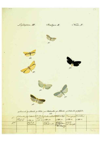 Reproducción/Reproduction 9099348767: Hübner's papilio. S.l. :s.n.,1796-1841