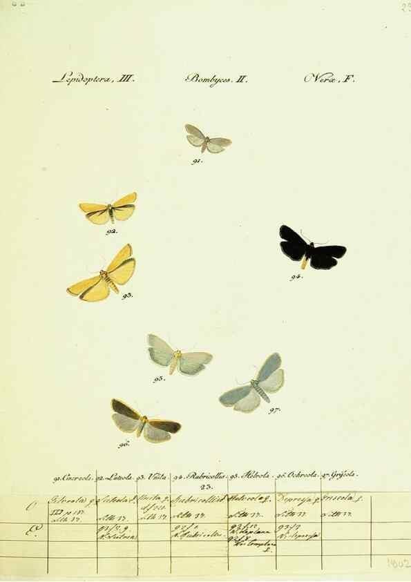 Reproducción/Reproduction 9099348767: Hübner's papilio. S.l. :s.n.,1796-1841