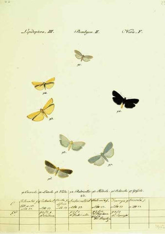 Reproducción/Reproduction 9099348767: Hübner's papilio. S.l. :s.n.,1796-1841