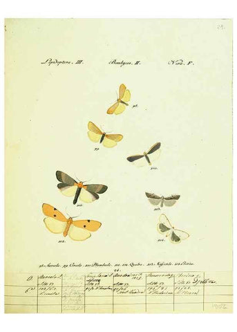 Reproducción/Reproduction 9101581354: Hübner's papilio. S.l. :s.n.,1796-1841