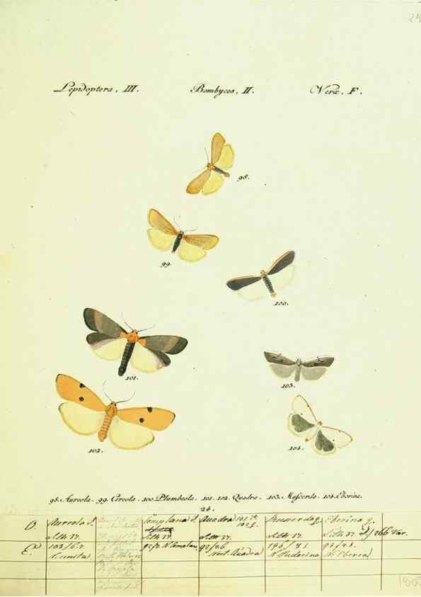Reproducción/Reproduction 9101581354: Hübner's papilio. S.l. :s.n.,1796-1841