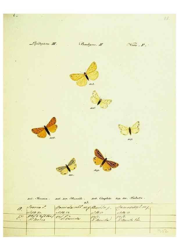 Reproducción/Reproduction 9101582744: Hübner's papilio. S.l. :s.n.,1796-1841