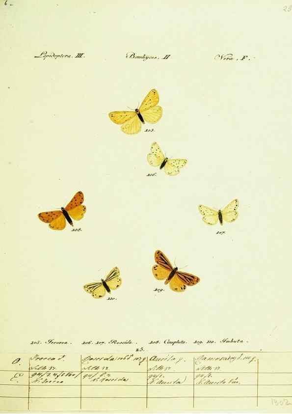 Reproducción/Reproduction 9101582744: Hübner's papilio. S.l. :s.n.,1796-1841
