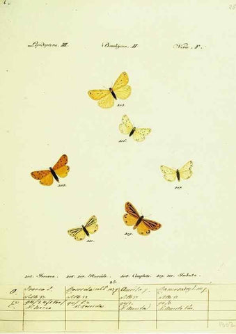 Reproducción/Reproduction 9101582744: Hübner's papilio. S.l. :s.n.,1796-1841