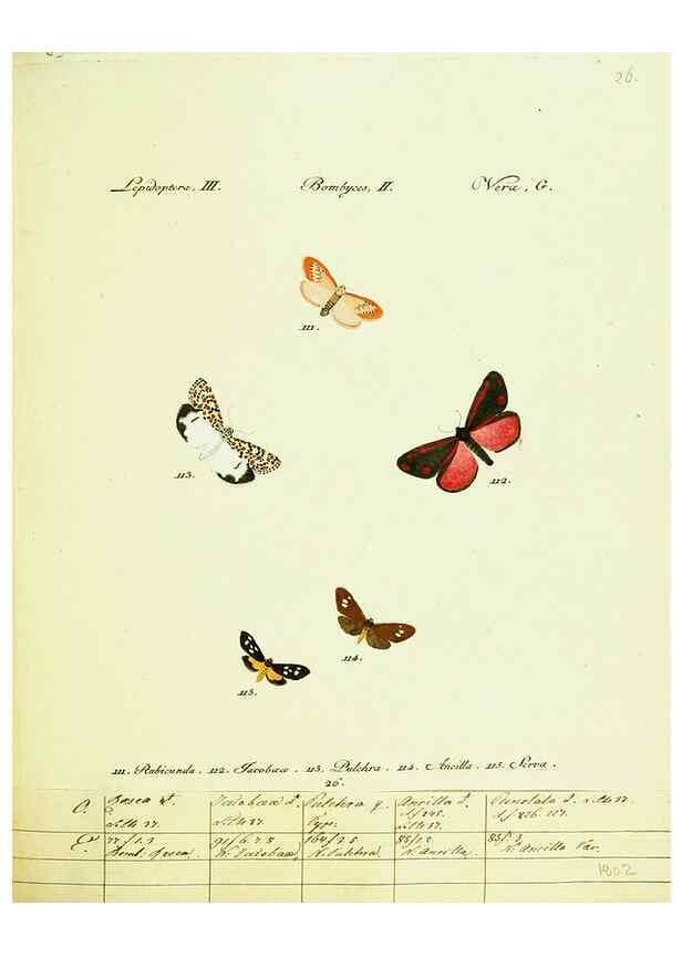 Reproducción/Reproduction 9099352661: Hübner's papilio. S.l. :s.n.,1796-1841