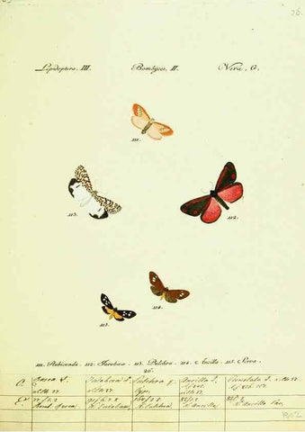 Reproducción/Reproduction 9099352661: Hübner's papilio. S.l. :s.n.,1796-1841