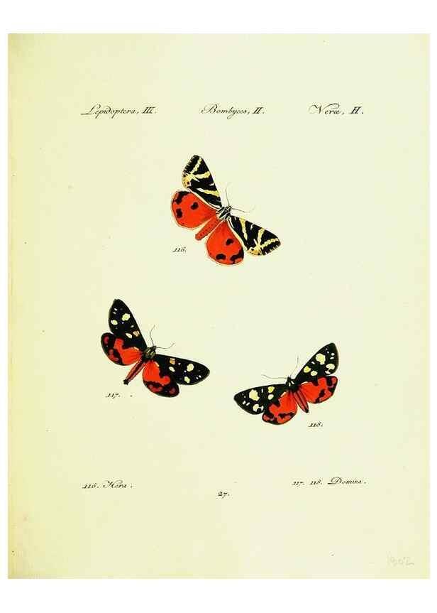 Reproducción/Reproduction 9099353861: Hübner's papilio. S.l. :s.n.,1796-1841