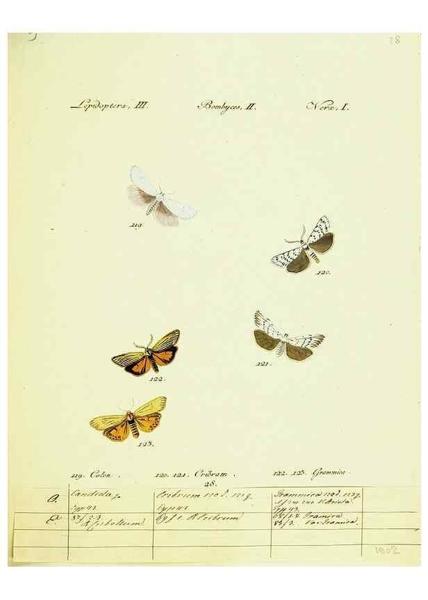 Reproducción/Reproduction 9099355037: Hübner's papilio. S.l. :s.n.,1796-1841