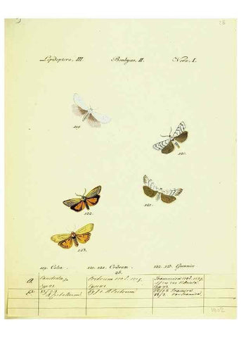 Reproducción/Reproduction 9099355037: Hübner's papilio. S.l. :s.n.,1796-1841