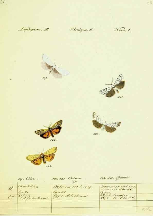 Reproducción/Reproduction 9099355037: Hübner's papilio. S.l. :s.n.,1796-1841