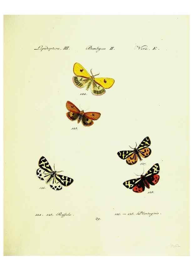 Reproducción/Reproduction 9099356401: Hübner's papilio. S.l. :s.n.,1796-1841