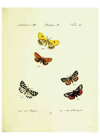 Reproducción/Reproduction 9099356401: Hübner's papilio. S.l. :s.n.,1796-1841