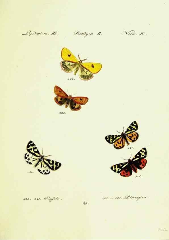 Reproducción/Reproduction 9099356401: Hübner's papilio. S.l. :s.n.,1796-1841