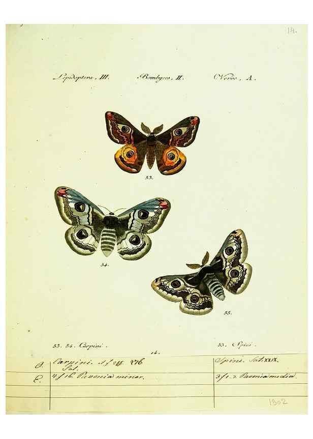 Reproducción/Reproduction 9101567910: Hübner's papilio. S.l. :s.n.,1796-1841